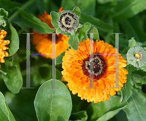 Picture of Calendula officinalis 'Indian Prince'