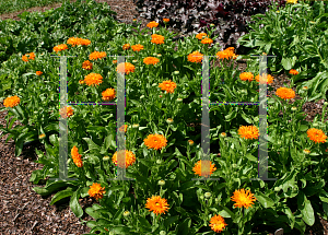 Picture of Calendula officinalis 'Porcupine'