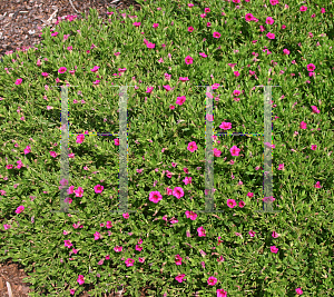 Picture of Calibrachoa  'USCALI17 (Superbells Cherry Red)'