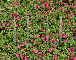 Picture of Calibrachoa  'Colorful Expressions Cherry Rose'