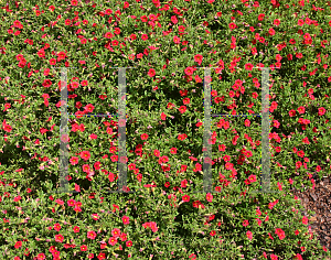 Picture of Calibrachoa  'Colorful Expressions Scarlet Red'