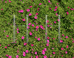 Picture of Calibrachoa  'Spring Fling Rose Improved'