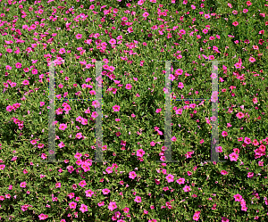 Picture of Calibrachoa  'USCALI11 (Superbells Pink)'