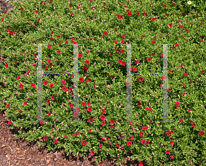 Picture of Calibrachoa  'USCALI28 (Superbells Red)'