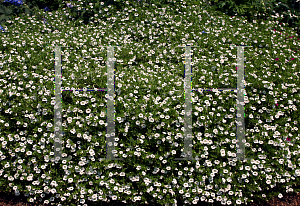 Picture of Calibrachoa  'USCALI386-2 (Superbells White)'