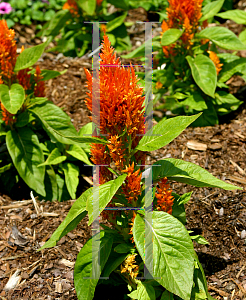 Picture of Celosia argentea (Plumosa Group) 'Fresh Look Orange'