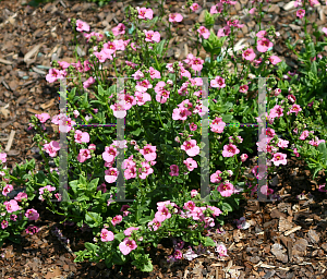 Picture of Diascia x 'Darla Pink Twinspur'