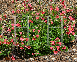 Picture of Diascia x 'Darla Red Twinspur'