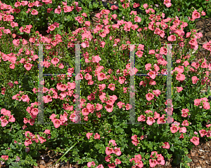 Picture of Diascia x 'Darla Rose Twinspur'