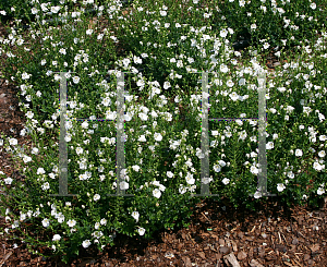 Picture of Diascia x 'Darla White Twinspur'