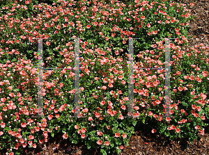 Picture of Diascia x 'Deep Salmon Twinspur'