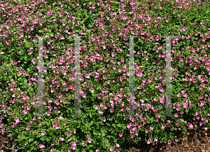 Picture of Diascia x 'Elfjes Doortje Twinspur'