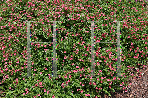 Picture of Diascia x 'Elfjes Filina Twinspur'