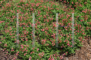 Picture of Diascia x 'Elfjes Jochie Twinspur'