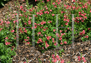 Picture of Diascia x 'Flying Colors Trailing Red Twinspur'