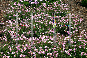 Picture of Diascia x 'Light Pink Twinspur'