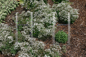 Picture of Gypsophila paniculata 'Festival Star Baby's Breath'