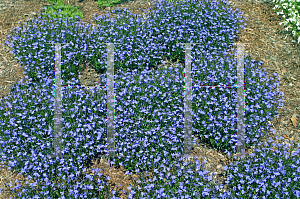 Picture of Lobelia erinus 'USLOB0901 (Laguna Dark Blue)'