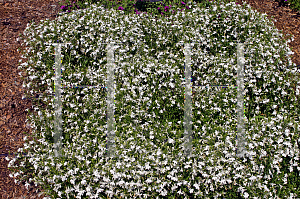 Picture of Lobelia erinus 'Lobtrawi (Laguna White)'