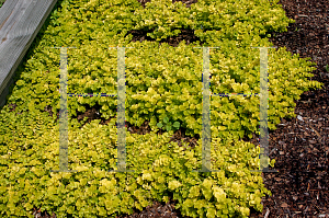 Picture of Lysimachia  'Goldilocks'