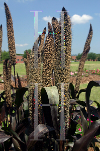 Picture of Panicum miliaceum 'Purple Baron'