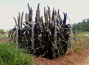 Picture of Panicum miliaceum 'Purple Baron'