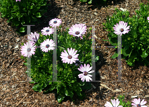 Picture of Osteospermum  'Flower Power Pink'