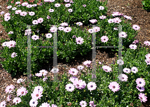 Picture of Osteospermum  'Flower Power Pink'