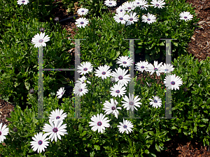 Picture of Osteospermum  'Impassion White'