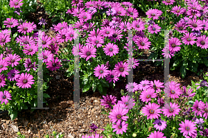 Picture of Osteospermum  'Pinwheel Purple'