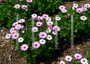 Picture of Osteospermum  'Pinwheel Rose'