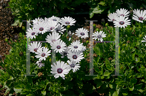 Picture of Osteospermum  'Pinwheel White Eye'