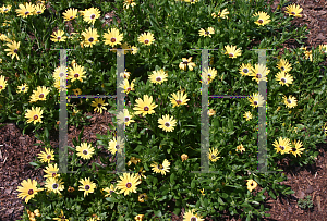 Picture of Osteospermum  'Seikilrem (Lemon Symphony)'