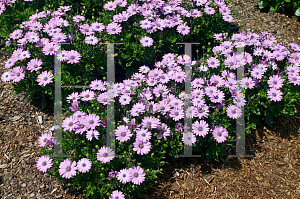 Picture of Osteospermum  'Tradewinds Light Purple'