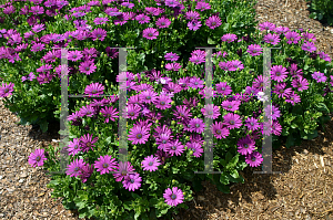 Picture of Osteospermum  'Tradewinds Deep Purple'