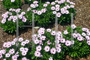 Picture of Osteospermum  'Tradewinds Pink'