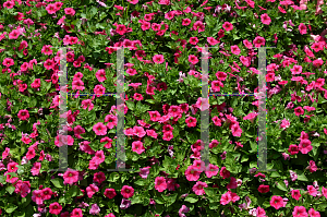 Picture of Petunia x hybrida 'Whispers Rose Vein'