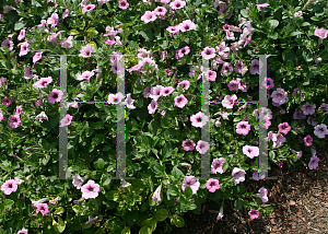 Picture of Petunia x hybrida 'Calimero Rose'