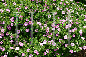 Picture of Petunia x hybrida 'Charming Pink & White'