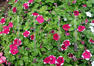 Picture of Petunia x hybrida 'Dreams Rose Picotee'