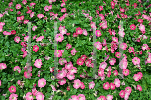 Picture of Petunia x hybrida 'Easy Wave Rosy Dawn'