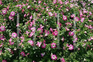 Picture of Petunia x hybrida 'Famous Pink Morn'