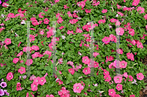 Picture of Petunia x hybrida 'Fortunia Salmon'