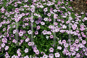 Picture of Petunia x hybrida 'Fortunia Trailing Lights'