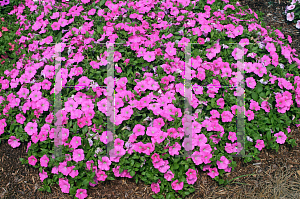 Picture of Petunia x hybrida 'Fortunia Trailing Pink'