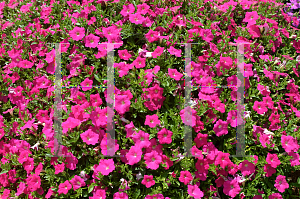 Picture of Petunia x hybrida 'Jamboree Hot Pink'