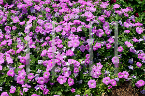 Picture of Petunia x hybrida 'Jamboree Lavender II'