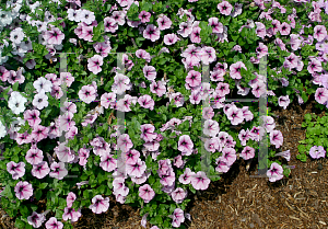 Picture of Petunia x hybrida 'Music Ballet'