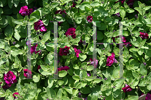 Picture of Petunia x hybrida 'Reflections Purple'