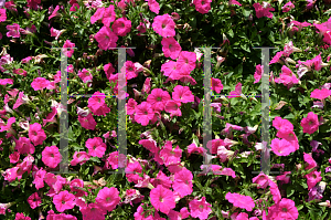 Picture of Petunia x hybrida 'Skyline Neon Lights'